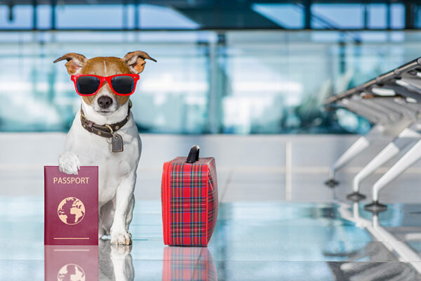 قوانین حمل حیوانات خانگی برای سفرهای هوایی