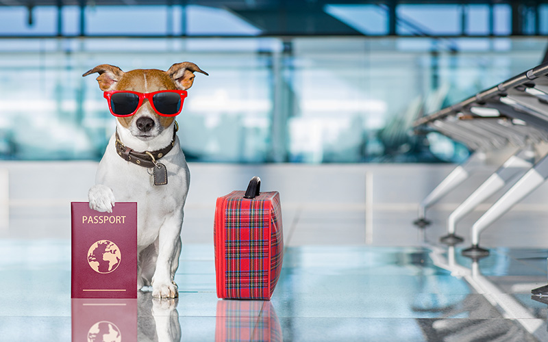قوانین حمل حیوانات خانگی برای سفرهای هوایی